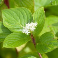 Red-barked Dogwood